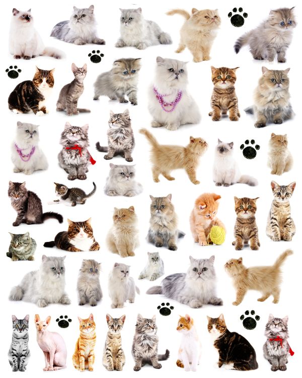 djs cats new mix.jpg