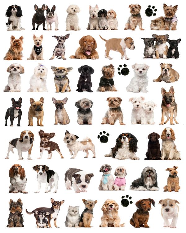 djs dogs new.jpg